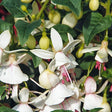 Fuchsia (Upprätt) 'Shadow Dancer Albina' 10,5 cm kruka