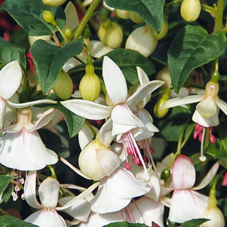 Fuchsia (Upprätt) 'Shadow Dancer Albina' 10,5 cm kruka