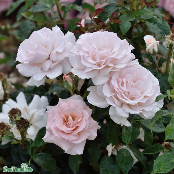 Tehybridros 'A Whiter Shade of Pale' barrot 5-pack barrot