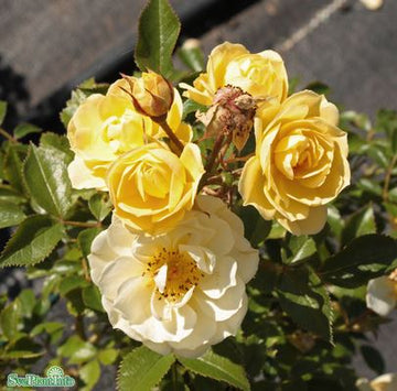 Modern buskros 'Golden Cover' 1-pack barrot