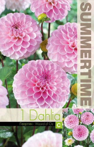 Boll Dahlia 'Wizard of Oz' 1st