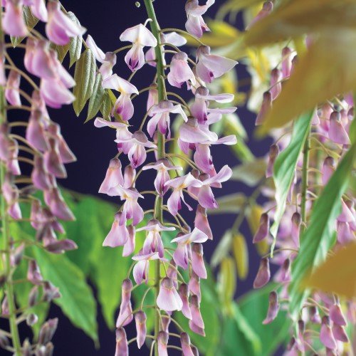 Japanskt blåregn 'Rosea' 3-pack