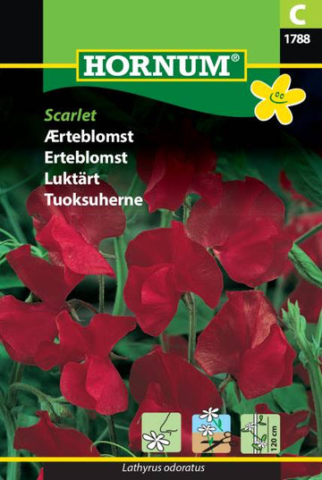 Luktärt 'Scarlet' frö