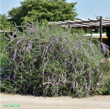 Sommarbuddleja co 1-pack