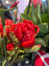 Papegojtulpan 'Rococo Double' 8st