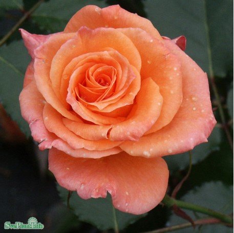 Floribundaros 'Gavnö' 5-pack barrot