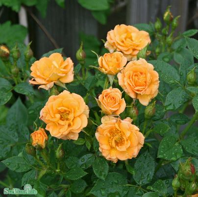 Modern buskros 'Flaming Cover' 1-pack barrot