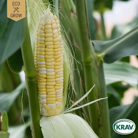 Sockermajs 'Golden Bantam' KRAV-märkt