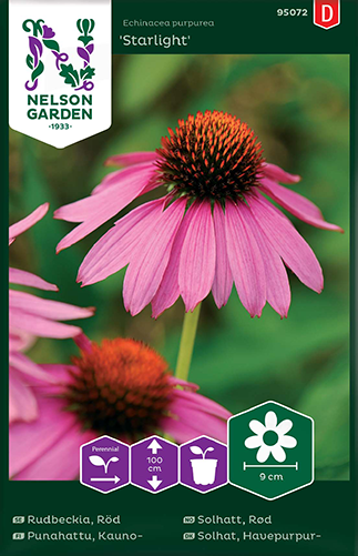 Rudbeckia 'Starlight'