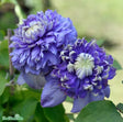 Klematis 'Blue Light' 3-pack
