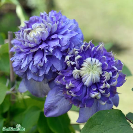 Klematis 'Blue Light' 3-pack