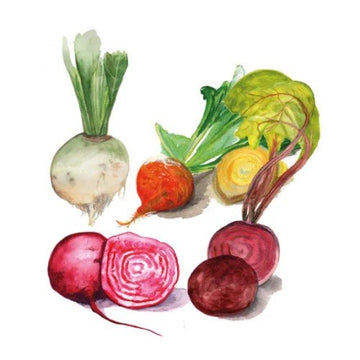 Rödbetor Mix Svenskodlat frö