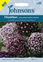 Borstnejlika 'Hollandia Purple Crown'