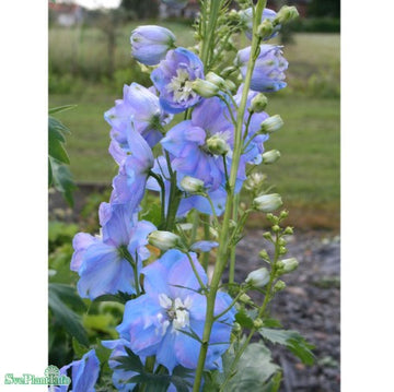 Praktriddarsporre 'Sky Blue White Bee' 9cm kruka