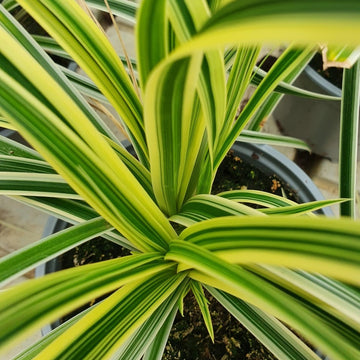 Carex 'Feather Falls' 12cm kruka