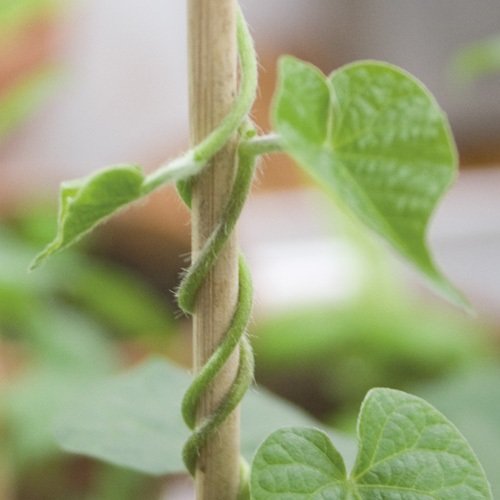 Blompinne i Trä 50cm - 10st