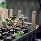 Miniväxthus Pluggbox
