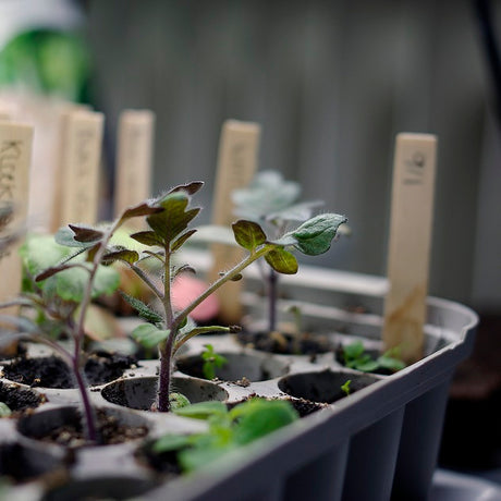 Miniväxthus Pluggbox