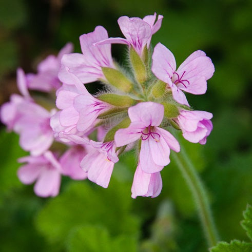Doftpelargon 'Attar of Roses' 3 st sticklingar