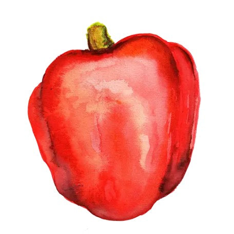 Paprika 'King of the North' Svenskodlat frö