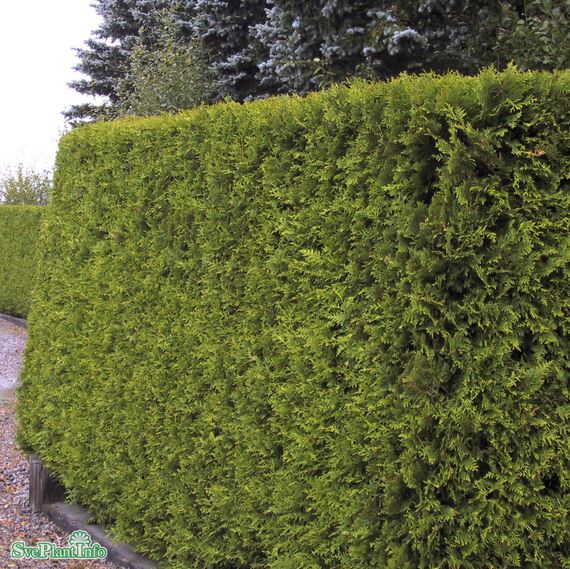 Tuja 'Brabant' 20-40 cm 10-pack