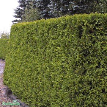 Tuja 'Brabant' 50-70 cm 10-pack