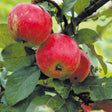 Äpple 'Alice' A2 co