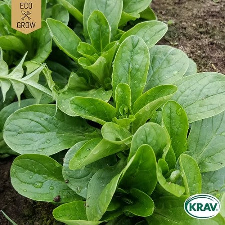 Vintersallat 'Grote Noordhollandse' KRAV-märkt