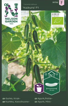 Krukgurka 'Kaikura' F1 EKO