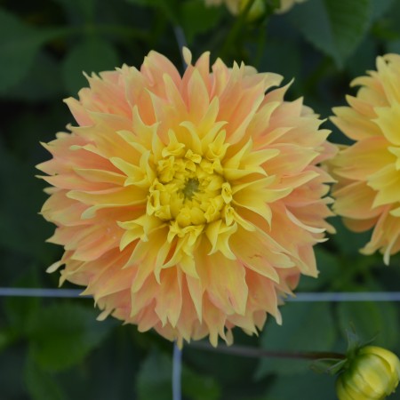 Fransad Dahlia 'Deep Impact' 1st