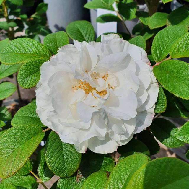 Buskros 'Louise Bugnet' barrotad