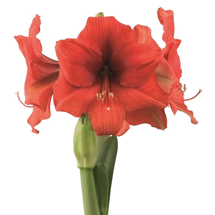 Afrikansk Amaryllis 'Gold Medal' 1st