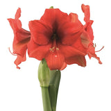 Afrikansk Amaryllis 'Gold Medal' 1st