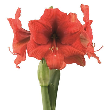Afrikansk Amaryllis 'Gold Medal' 1st