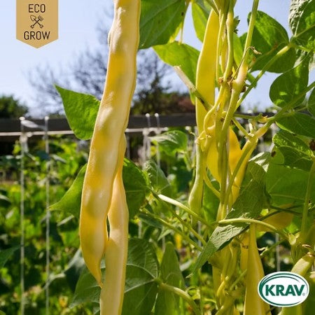 Störvaxböna 'Golden Gate' KRAV-märkt