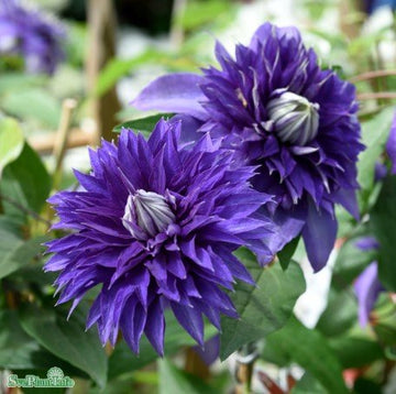 Klematis 'Multi Blue' 3-pack