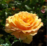 Floribundaros 'Amber Queen' 10-pack barrot