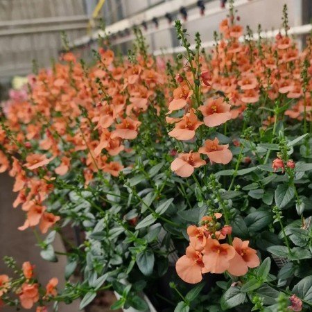 Tvillingsporre 'Piccadilly Salmon' 10,5cm kruka