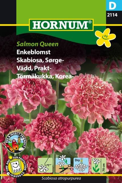 Praktvädd 'Salmon Queen'