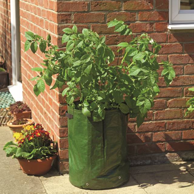 Potatiskruka 40cm Polyeten - 2st