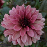 Dekorativ Dahlia 'Night Silence' 1st