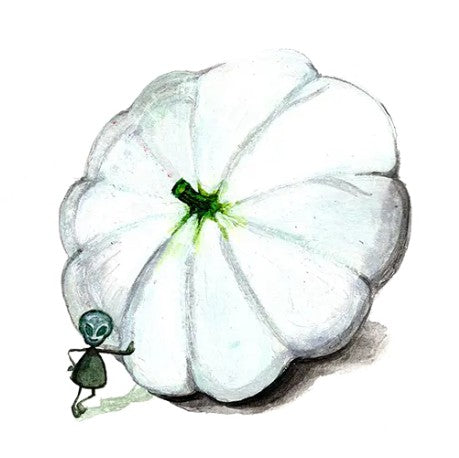 Vintersquash 'Custard White' Svenskodlat frö