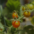 Körsbärstomat 'Tomarange' F1 Frö