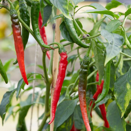 Chili 'De Cayenne' 10,5cm kruka
