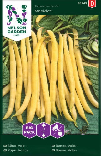 Vaxböna 'Maxidor' Big Pack