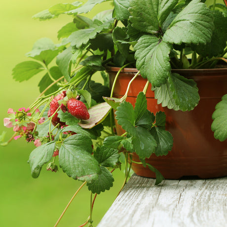 Ampeljordgubbe Roman' F1 - 3 plantor