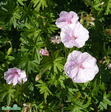 Blodnäva 'Apfelblüte' 9cm kruka