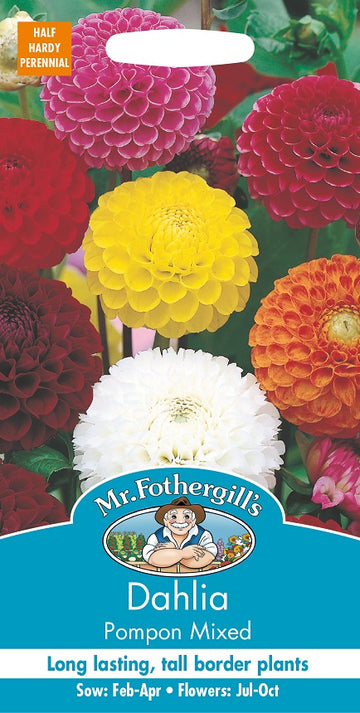 Dahlia 'Pompon Mixed'