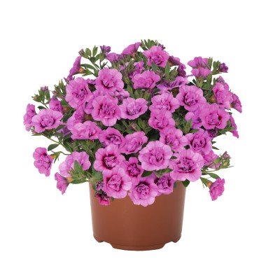 Minipetunia 'Aloha Double Soft Pink' - 3 plantor