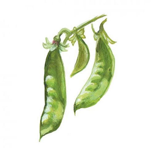 Brytsockerärt 'Oregon Giant Sugar' Svenskodlat frö